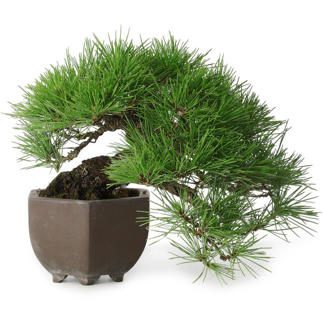 Pinus thunbergii, 20 cm, ± 30 years old, with a nebari of 8 cm, in a handmade Japanese pot from the famous bonsai pottery city Tokoname