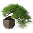Pinus thunbergii, 20 cm, ± 30 jaar oud, met een nebari van 8 cm, in een handgemaakte Japanse pot uit de beroemde bonsai-pottenbakkerijstad Tokoname