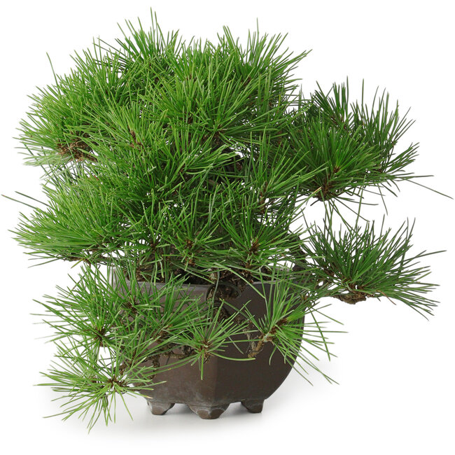 Pinus thunbergii, 20 cm, ± 30 jaar oud, met een nebari van 8 cm, in een handgemaakte Japanse pot uit de beroemde bonsai-pottenbakkerijstad Tokoname