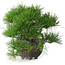 Pinus thunbergii, 20 cm, ± 30 jaar oud, met een nebari van 8 cm, in een handgemaakte Japanse pot uit de beroemde bonsai-pottenbakkerijstad Tokoname