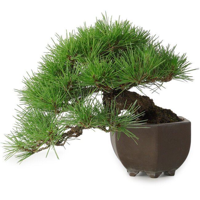 Pinus thunbergii, 20 cm, ± 30 Jahre alt, mit einem Nebari von 8 cm, in einer handgefertigten japanischen Schale aus der berühmten Bonsai-Töpferstadt Tokoname