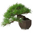 Pinus thunbergii, 20 cm, ± 30 jaar oud, met een nebari van 8 cm, in een handgemaakte Japanse pot uit de beroemde bonsai-pottenbakkerijstad Tokoname