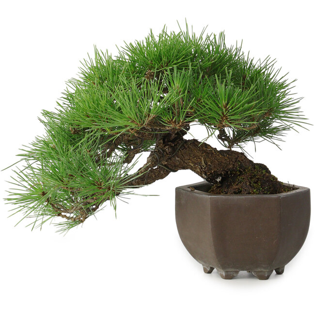 Pinus thunbergii, 20 cm, ± 30 años, con un nebari de 8 cm, en una maceta japonesa hecha a mano de la famosa ciudad de cerámica de bonsái Tokoname