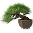 Pinus thunbergii, 20 cm, ± 30 años, con un nebari de 8 cm, en una maceta japonesa hecha a mano de la famosa ciudad de cerámica de bonsái Tokoname