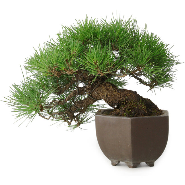 Pinus thunbergii, 20 cm, ± 30 years old, with a nebari of 8 cm, in a handmade Japanese pot from the famous bonsai pottery city Tokoname