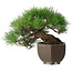 Pinus thunbergii, 20 cm, ± 30 jaar oud, met een nebari van 8 cm, in een handgemaakte Japanse pot uit de beroemde bonsai-pottenbakkerijstad Tokoname