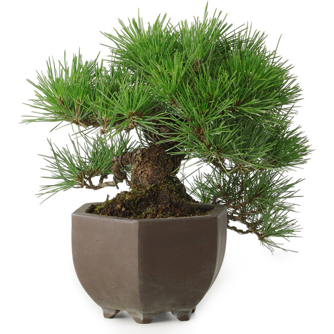 Pinus thunbergii, 20 cm, ± 30 jaar oud, met een nebari van 8 cm, in een handgemaakte Japanse pot uit de beroemde bonsai-pottenbakkerijstad Tokoname