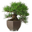 Pinus thunbergii, 20 cm, ± 30 jaar oud, met een nebari van 8 cm, in een handgemaakte Japanse pot uit de beroemde bonsai-pottenbakkerijstad Tokoname
