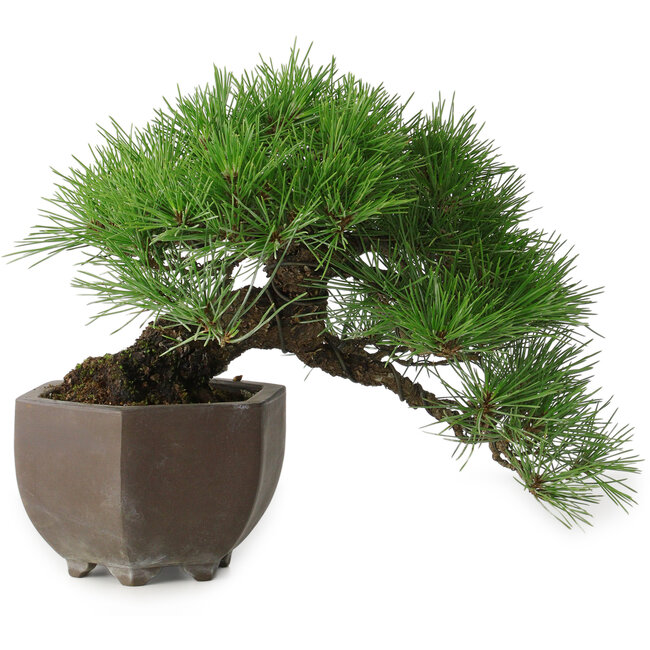 Pinus thunbergii, 20 cm, ± 30 años, con un nebari de 8 cm, en una maceta japonesa hecha a mano de la famosa ciudad de cerámica de bonsái Tokoname