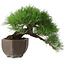 Pinus thunbergii, 20 cm, ± 30 Jahre alt, mit einem Nebari von 8 cm, in einer handgefertigten japanischen Schale aus der berühmten Bonsai-Töpferstadt Tokoname