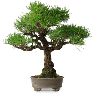 Pinus thunbergii, 31 cm, ± 30 ans