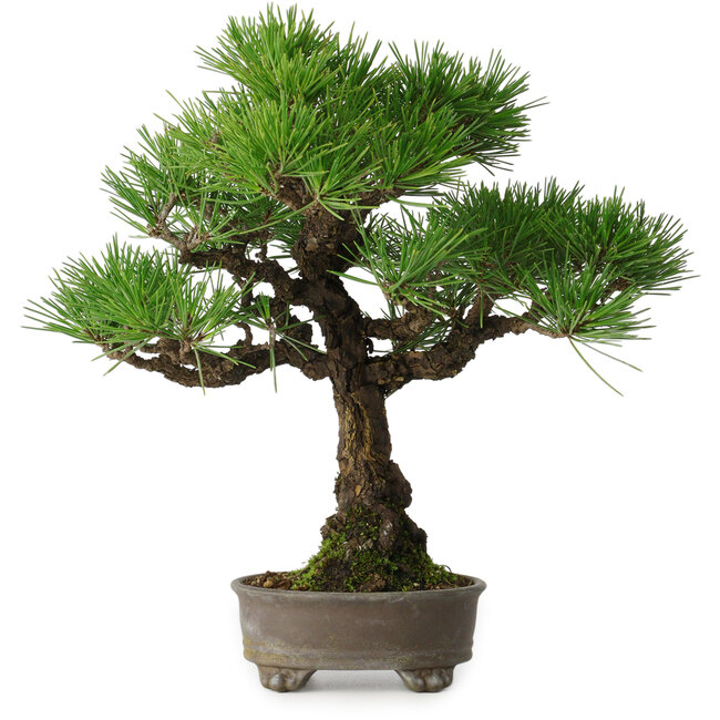 Pinus thunbergii, 31 cm, ± 30 anni