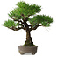 Pinus thunbergii, 31 cm, ± 30 years old