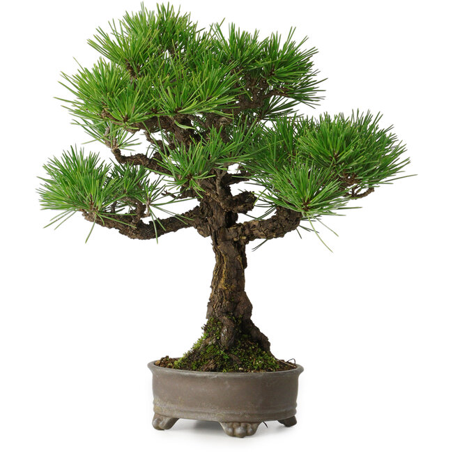 Pinus thunbergii, 31 cm, ± 30 years old