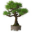 Pinus thunbergii, 31 cm, ± 30 ans