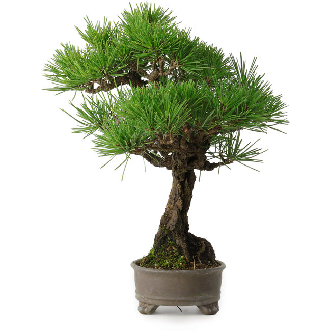 Pinus thunbergii, 31 cm, ± 30 jaar oud