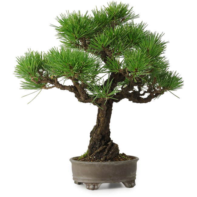 Pinus thunbergii, 31 cm, ± 30 jaar oud