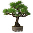 Pinus thunbergii, 31 cm, ± 30 jaar oud