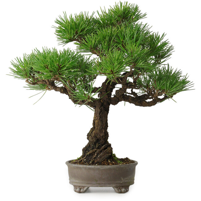 Pinus thunbergii, 31 cm, ± 30 years old
