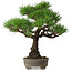 Pinus thunbergii, 31 cm, ± 30 anni