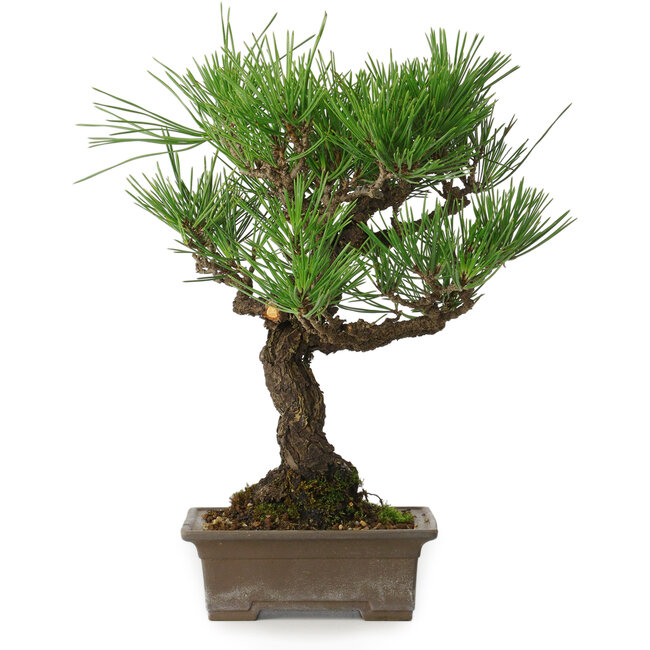 Pinus thunbergii, 28 cm, ± 30 Jahre alt