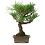 Pinus thunbergii, 28 cm, ± 30 years old