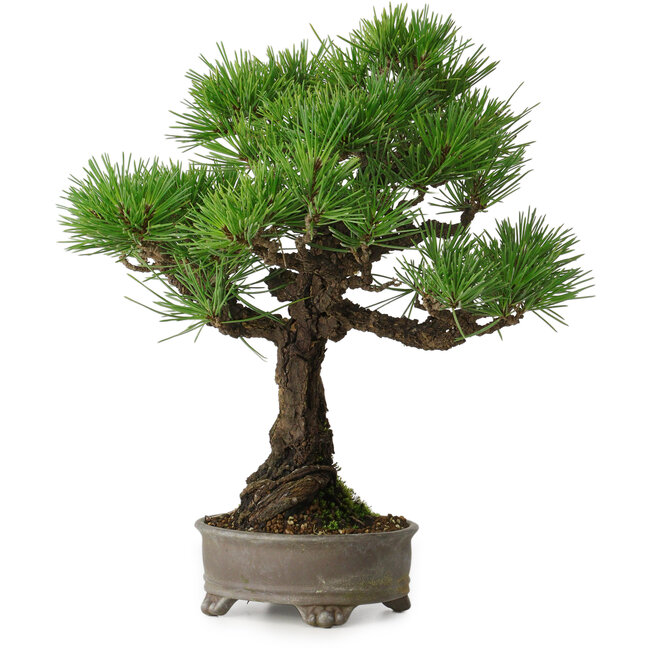 Pinus thunbergii, 31 cm, ± 30 anni