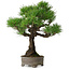 Pinus thunbergii, 31 cm, ± 30 ans