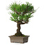 Pinus thunbergii, 28 cm, ± 30 Jahre alt