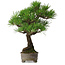 Pinus thunbergii, 31 cm, ± 30 ans