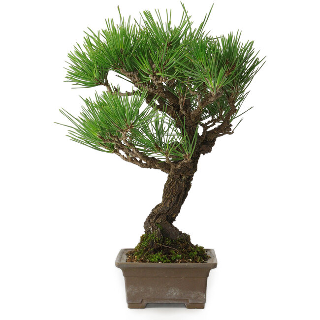 Pinus thunbergii, 28 cm, ± 30 Jahre alt