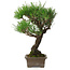 Pinus thunbergii, 28 cm, ± 30 anni