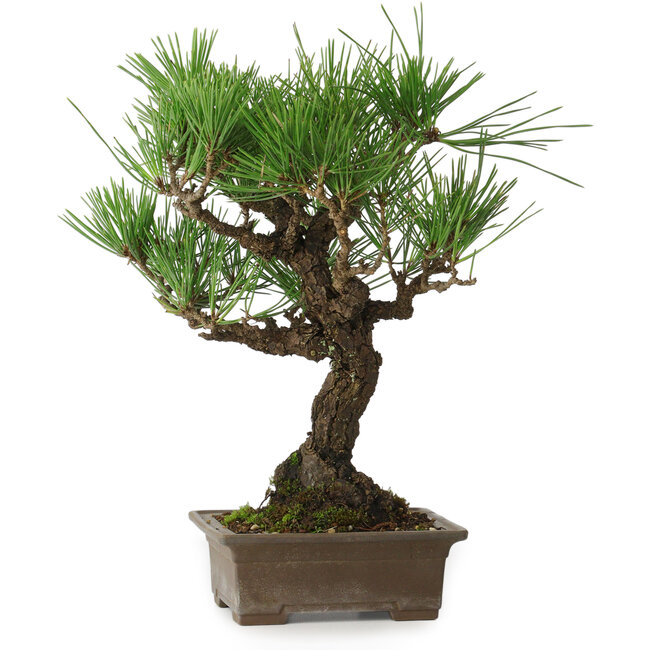 Pinus thunbergii, 28 cm, ± 30 Jahre alt