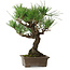 Pinus thunbergii, 28 cm, ± 30 years old