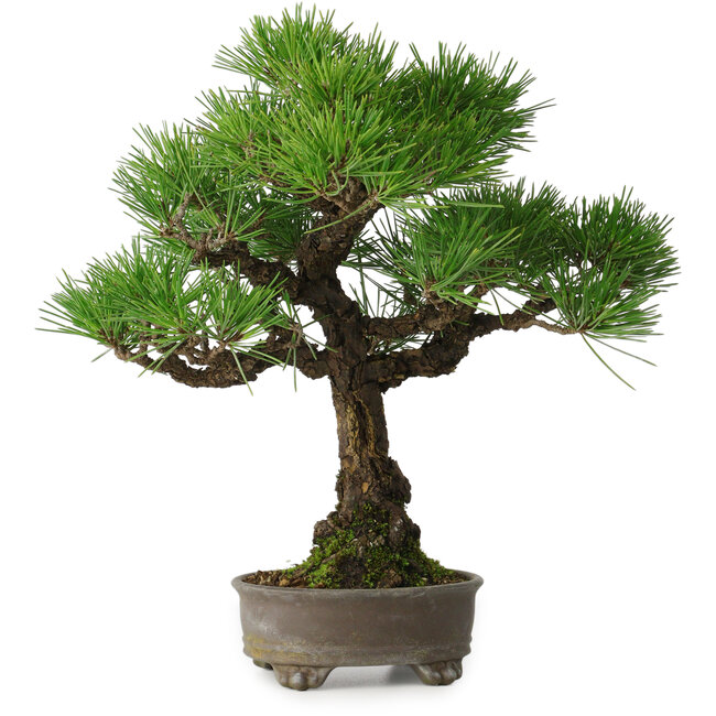 Pinus thunbergii, 31 cm, ± 30 jaar oud