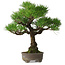 Pinus thunbergii, 31 cm, ± 30 ans