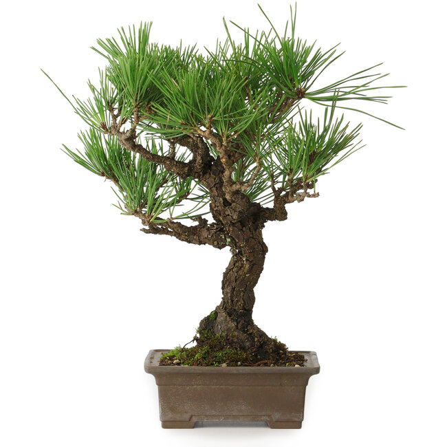 Pinus thunbergii, 28 cm, ± 30 years old