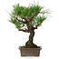 Pinus thunbergii, 28 cm, ± 30 jaar oud
