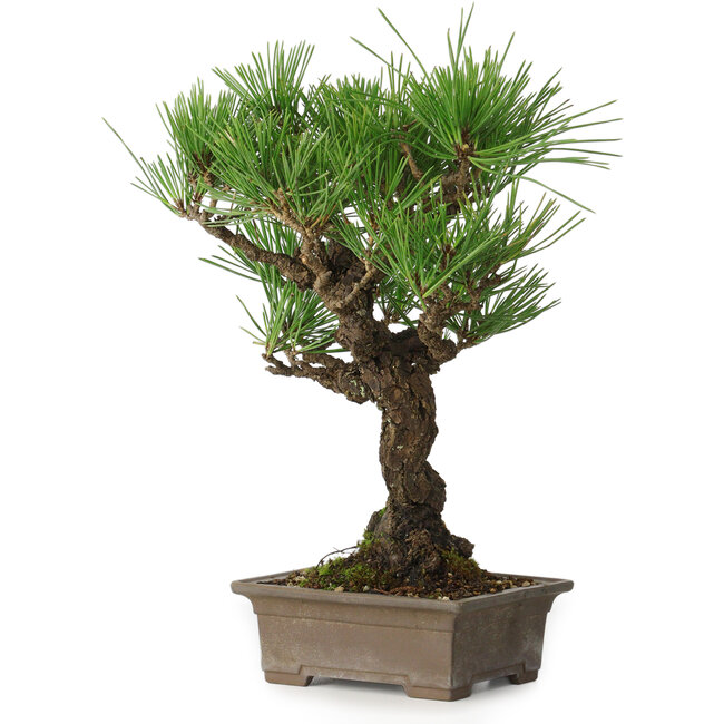 Pinus thunbergii, 28 cm, ± 30 Jahre alt
