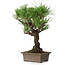 Pinus thunbergii, 28 cm, ± 30 ans