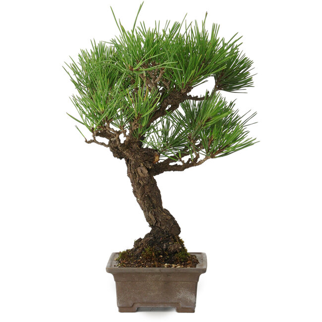 Pinus thunbergii, 28 cm, ± 30 Jahre alt