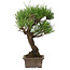 Pinus thunbergii, 28 cm, ± 30 ans