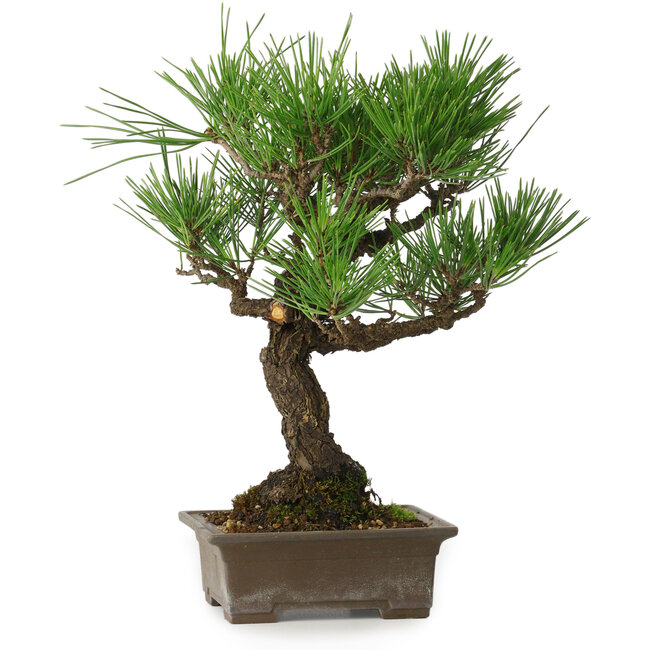 Pinus thunbergii, 28 cm, ± 30 ans