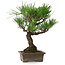 Pinus thunbergii, 28 cm, ± 30 anni