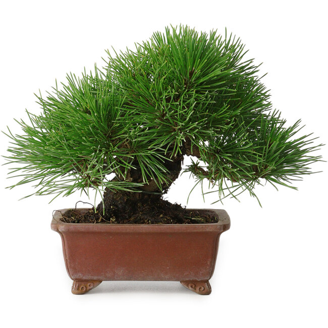Pinus thunbergii, 15 cm, ± 30 years old, with a nebari of 7 cm, with an extremely good ramification, thickness, and compact shohin size, in a handmade Japanese pot by Shibakatsu