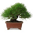 Pinus thunbergii, 15 cm, ± 30 jaar oud, met een nebari van 7 cm, met een extreem goede vertakking, dikte en compacte shohin-maat, in een handgemaakte Japanse pot van Shibakatsu