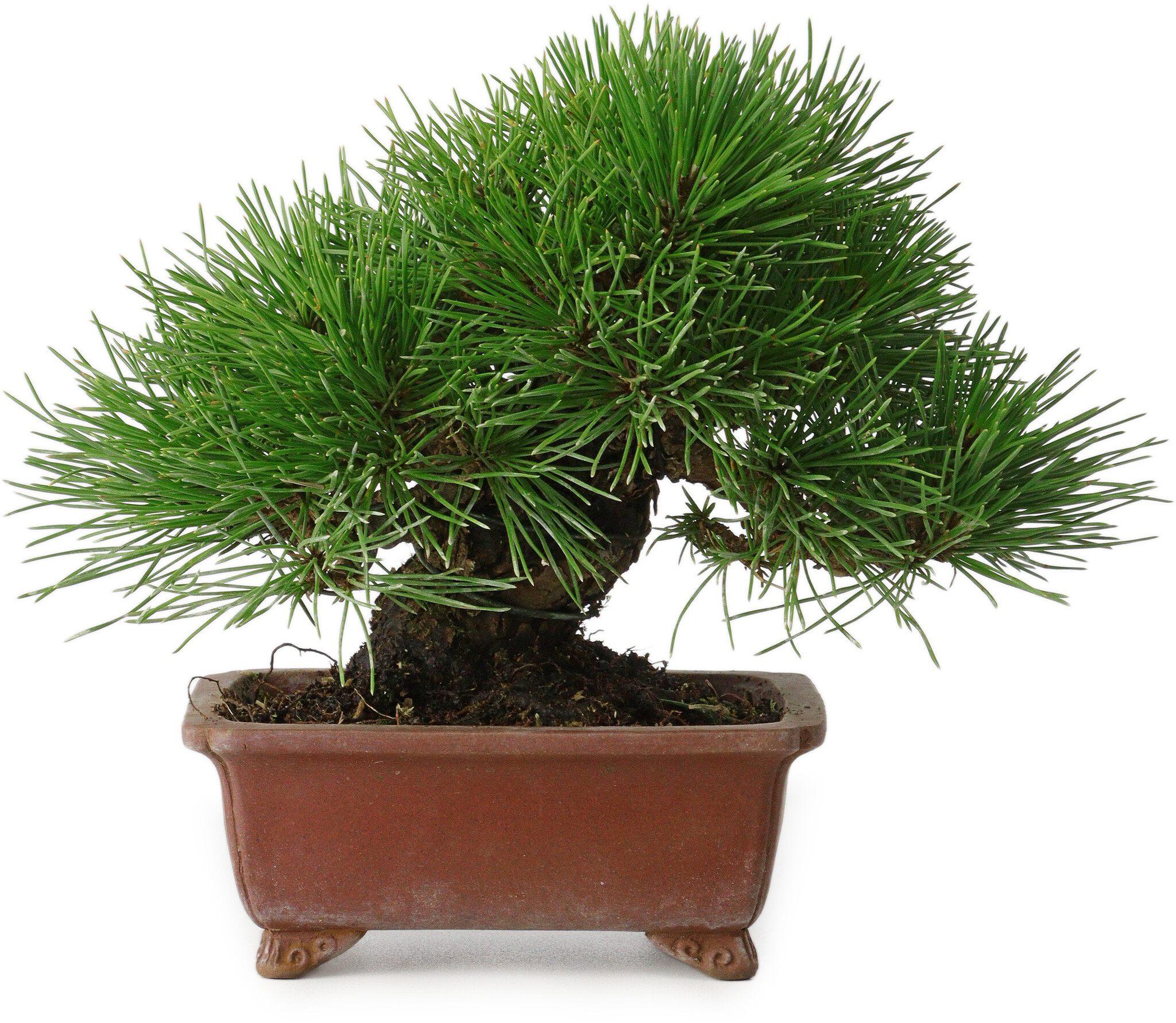 crassula ovata hobbit bonsai Buy Crassula Ovata 'Hobbit' main image 0