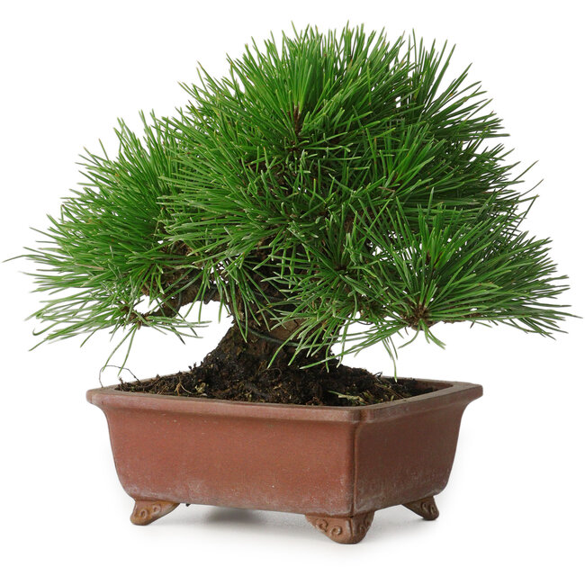Pinus thunbergii, 15 cm, ± 30 years old, with a nebari of 7 cm, with an extremely good ramification, thickness, and compact shohin size, in a handmade Japanese pot by Shibakatsu