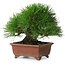 Pinus thunbergii, 15 cm, ± 30 years old, with a nebari of 7 cm, with an extremely good ramification, thickness, and compact shohin size, in a handmade Japanese pot by Shibakatsu