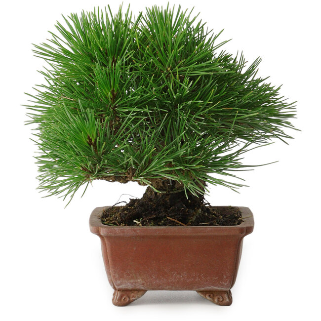 Pinus thunbergii, 15 cm, ± 30 ans, avec un nebari de 7 cm, avec une ramification extrêmement bonne, une épaisseur et une taille de shohin compacte, dans un pot japonais fait main par Shibakatsu